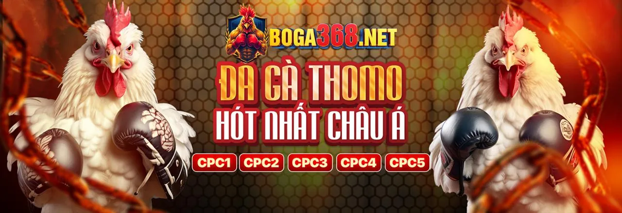 Đá gà trực tuyến Lucky8 - Trải nghiệm cá cược đỉnh cao